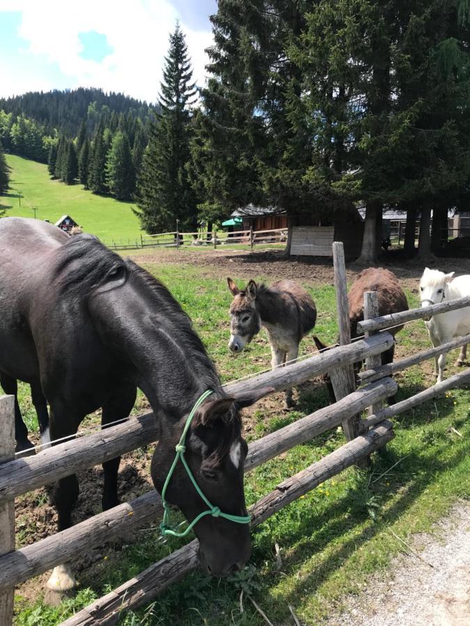 Chalet Stara Jelka Pokljuka Zgornje Gorje ภายนอก รูปภาพ