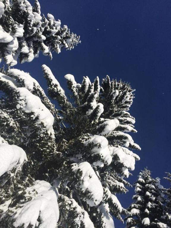 Chalet Stara Jelka Pokljuka Zgornje Gorje ภายนอก รูปภาพ